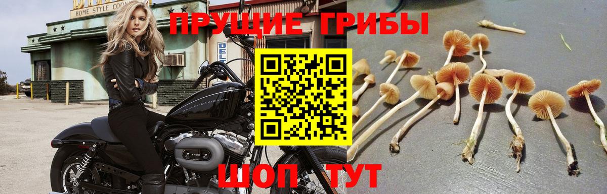 Псилоцибиновые грибы Psilocybe  Галлюциногенные грибы ЛСД  Красноярск  Вход с VPN 